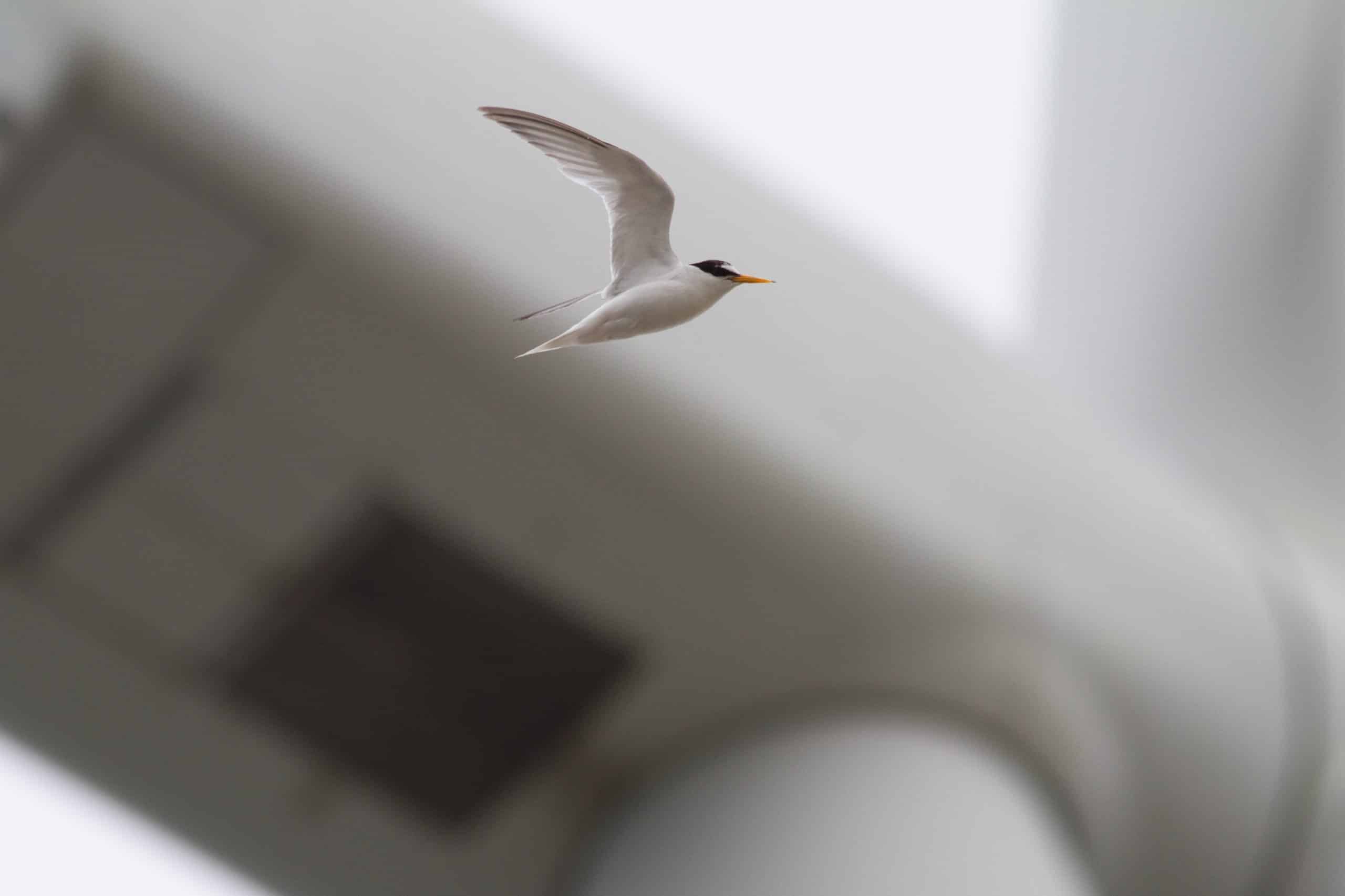 Foto: © Jouke Altenburg