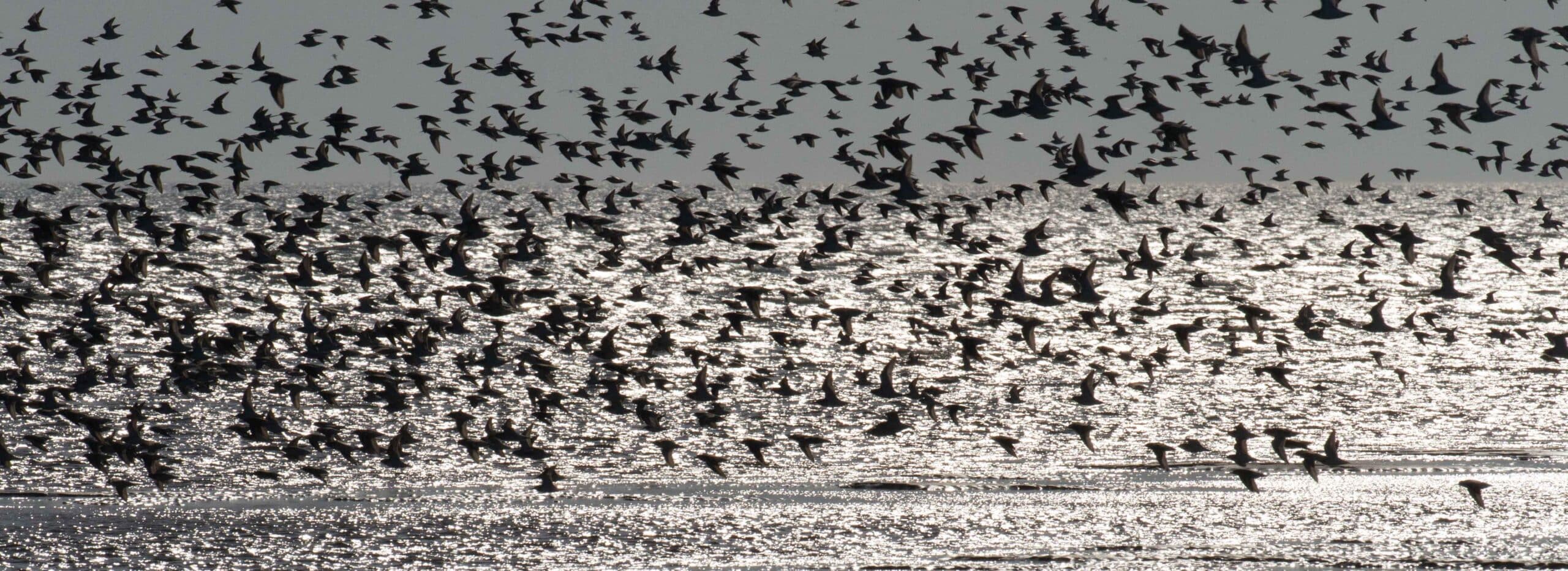 &copy; Jouke Altenburg