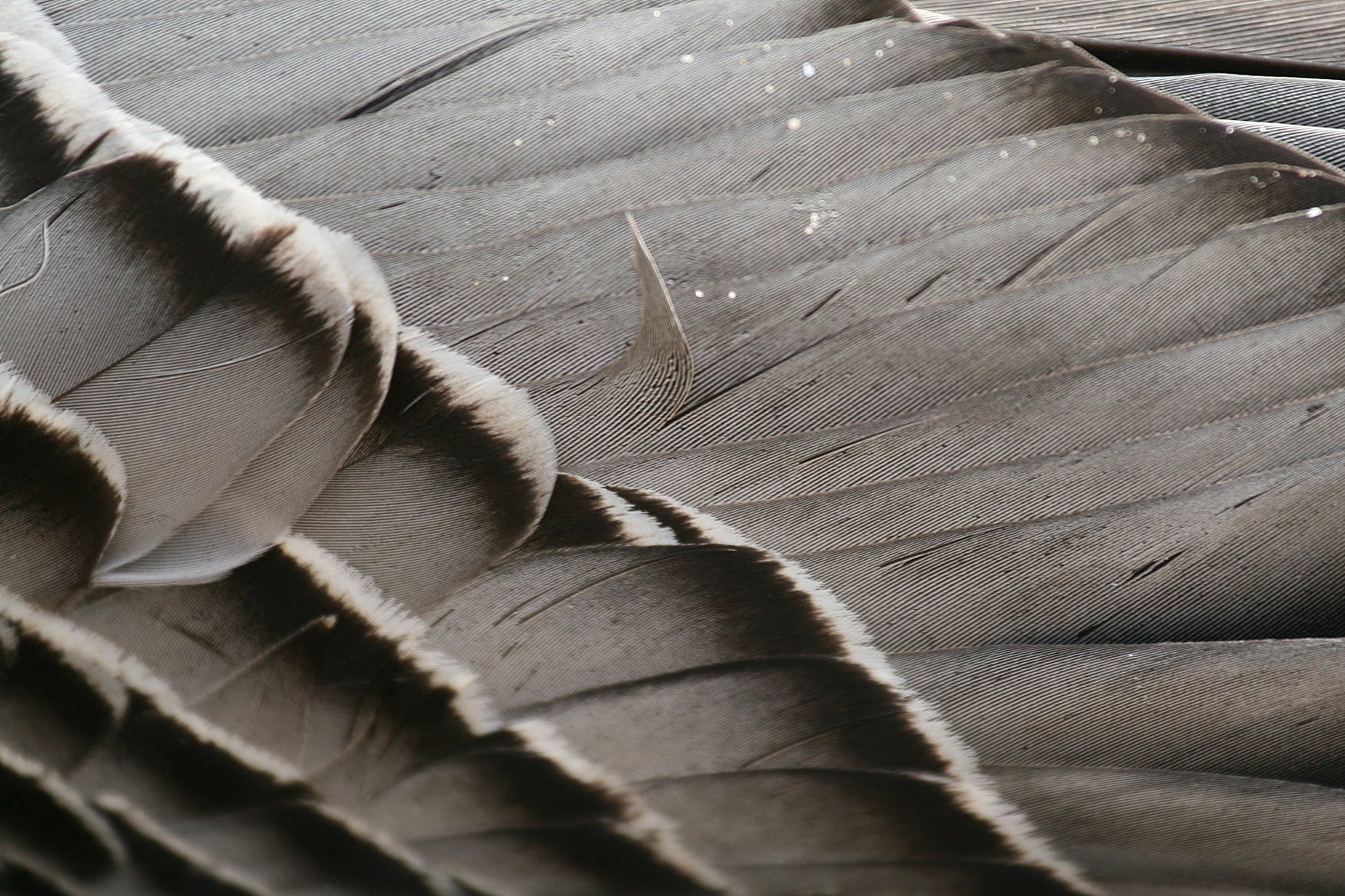 20080323_IMG_6268cr_