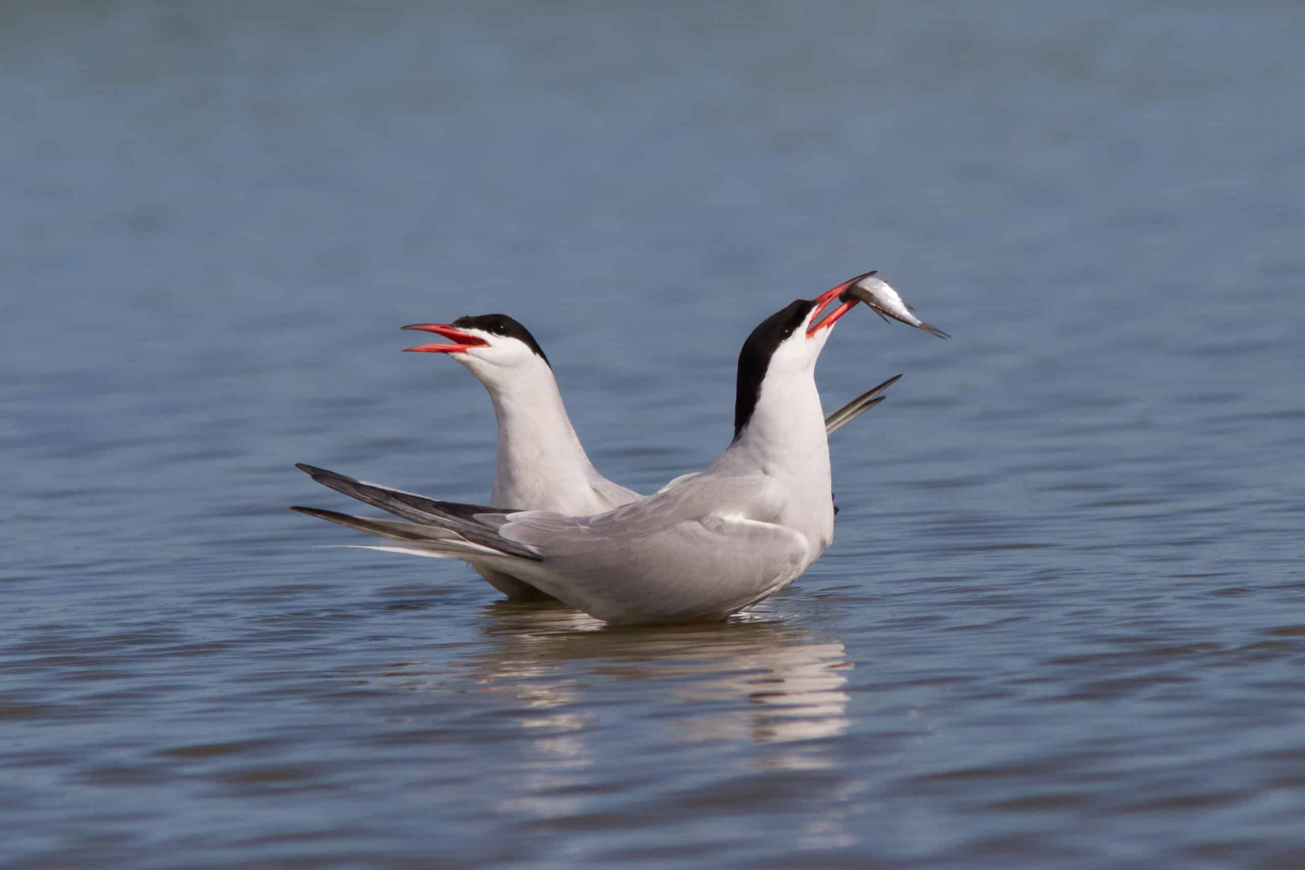 20130430_IMG_3014_Jouke Altenburg